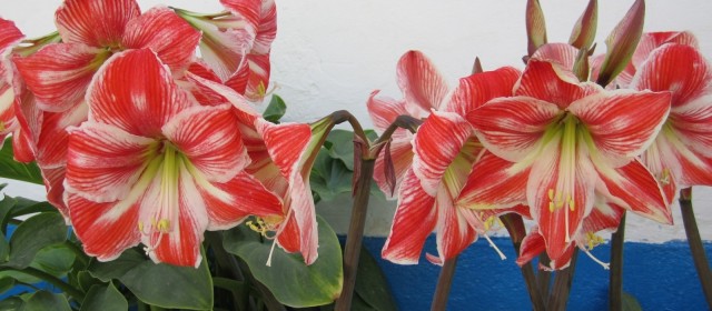 Flowers from the Garden of the Villa