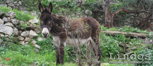 Lindos taxi! Donkey!